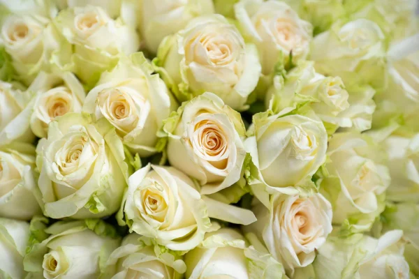 White Roses in A Vase - Image 2